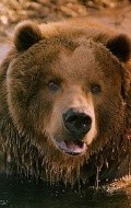 Recent Bart the Bear pictures.