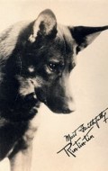 Rin Tin Tin - bio and intersting facts about personal life.
