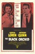 The Black Orchid pictures.