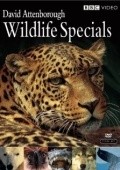Wildlife Specials - wallpapers.
