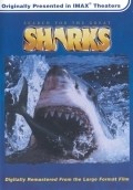 Search for the Great Sharks pictures.