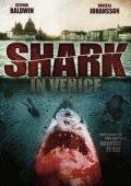 Shark in Venice pictures.