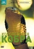 King Cobra and I - wallpapers.