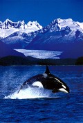 BBC: Wildlife Special - Killer Whale pictures.