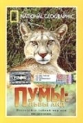 Puma: Lion of the Andes - wallpapers.