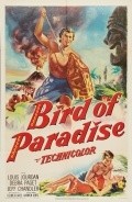 Bird of Paradise - wallpapers.